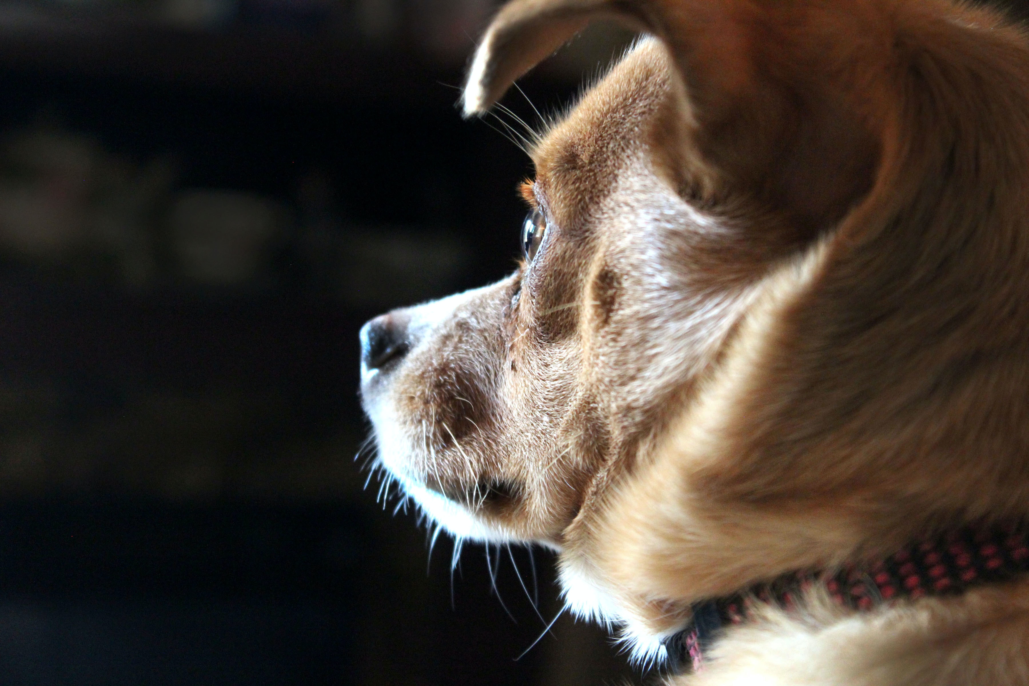 pexels-cheyenne-upper-735172.jpg